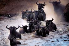 Velká migrace/ Stanislav Novotný/ Fotostředisko Havlíčkův Brod